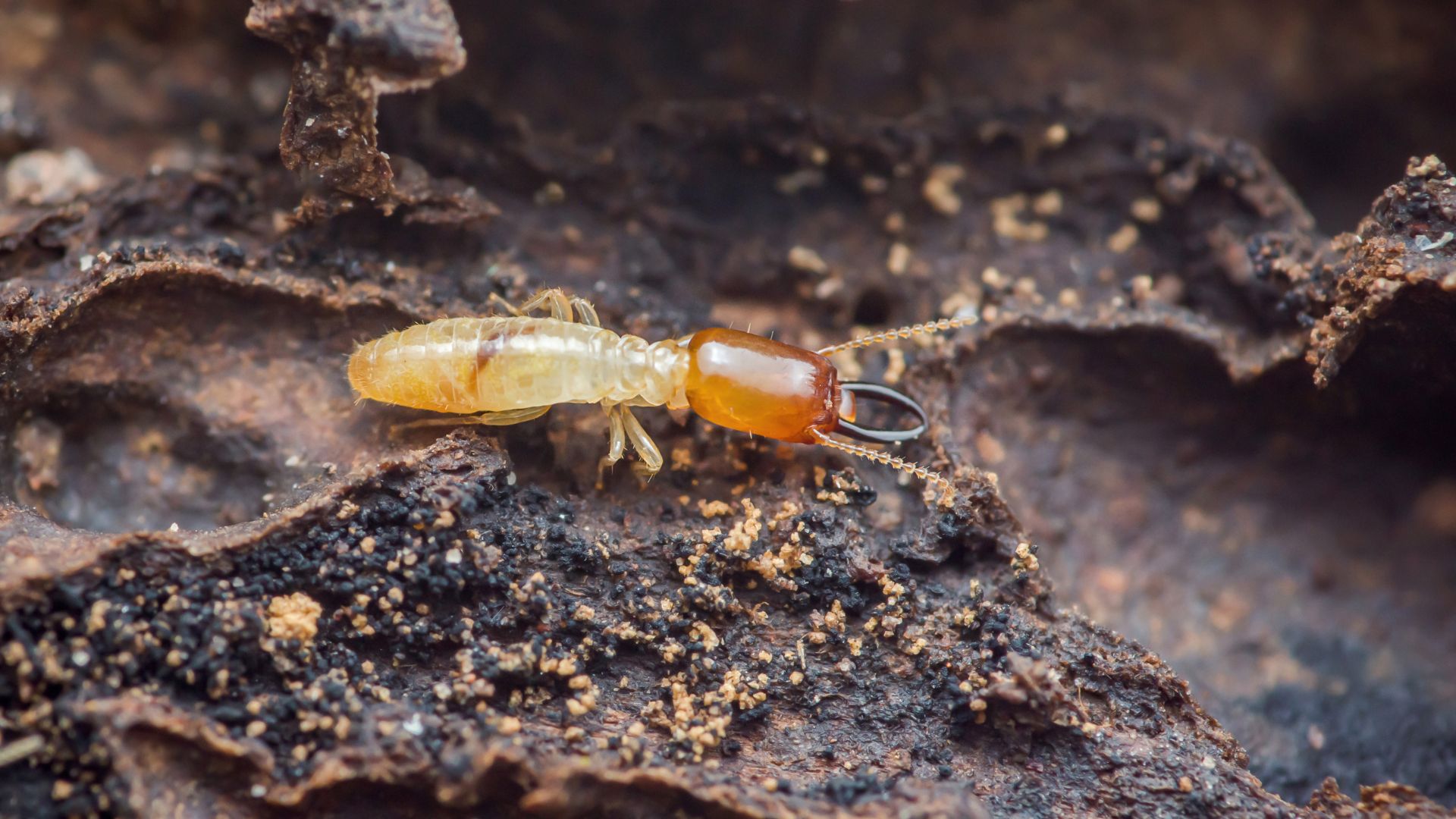 Do termites bite