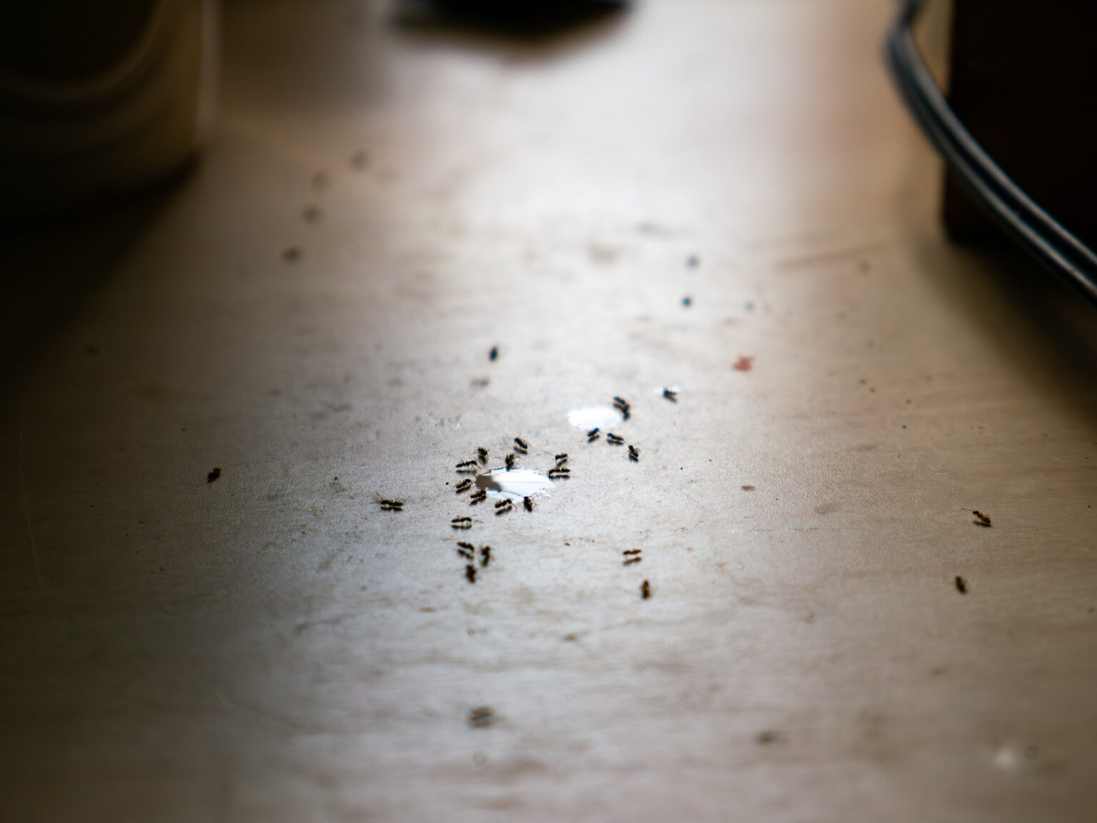 Where Do Ants Come From in Your Home? | Sentinel Pest Control