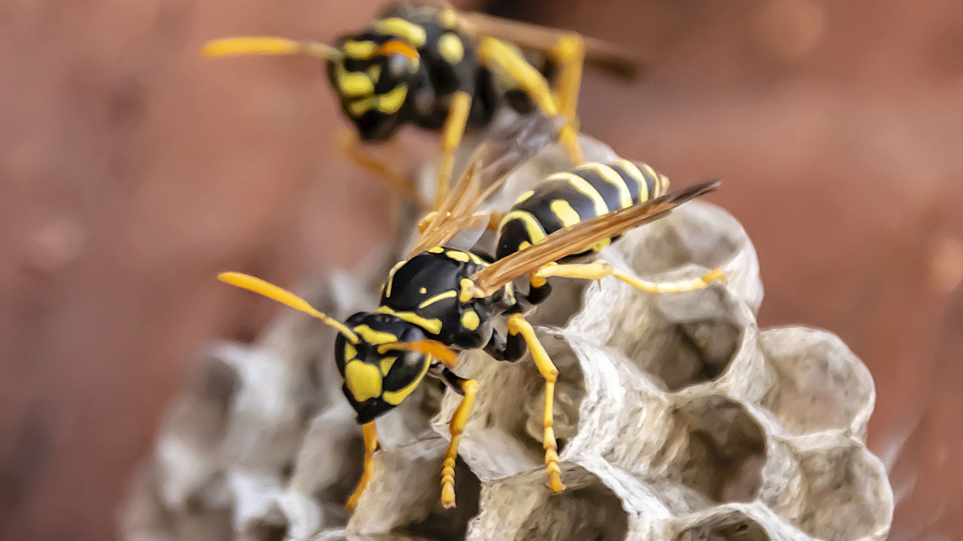 Do wasp bombs actually work