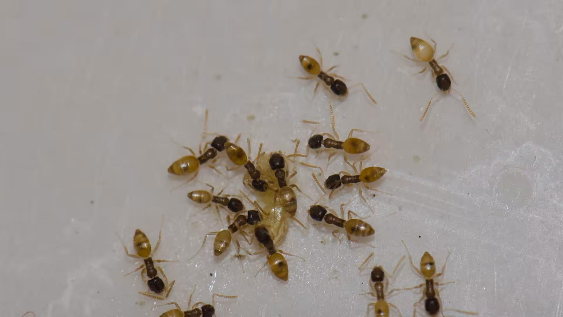 Where do ants come from