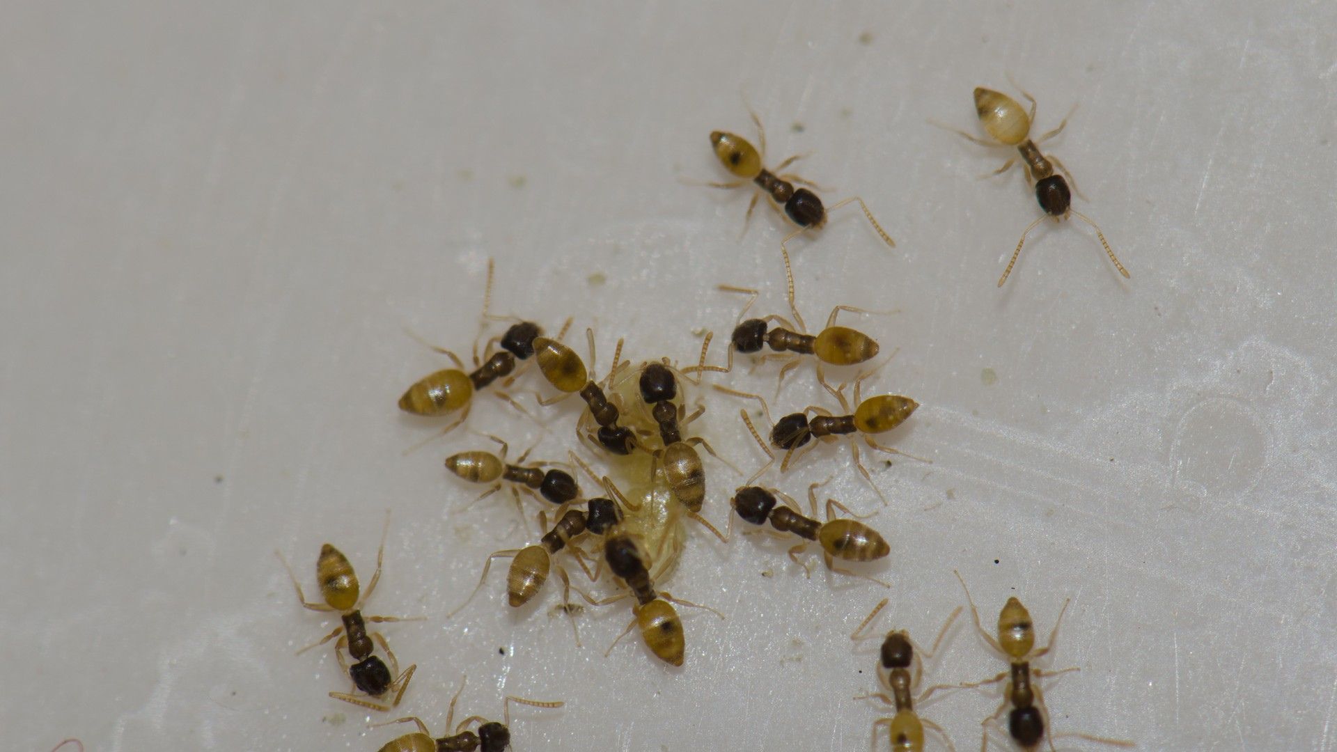 Where do ants come from