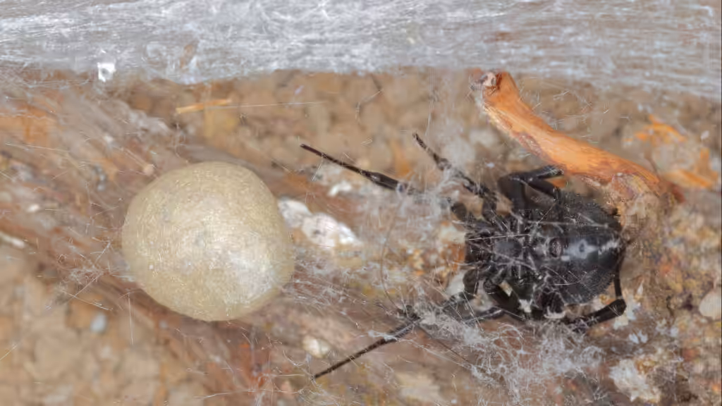 Black widow egg sac