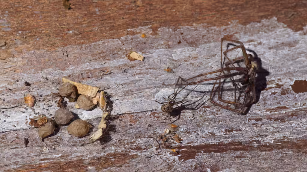 House spider egg sac