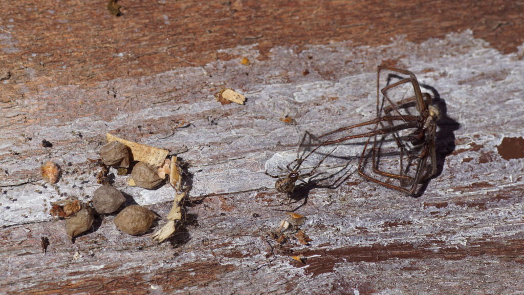 House spider egg sac