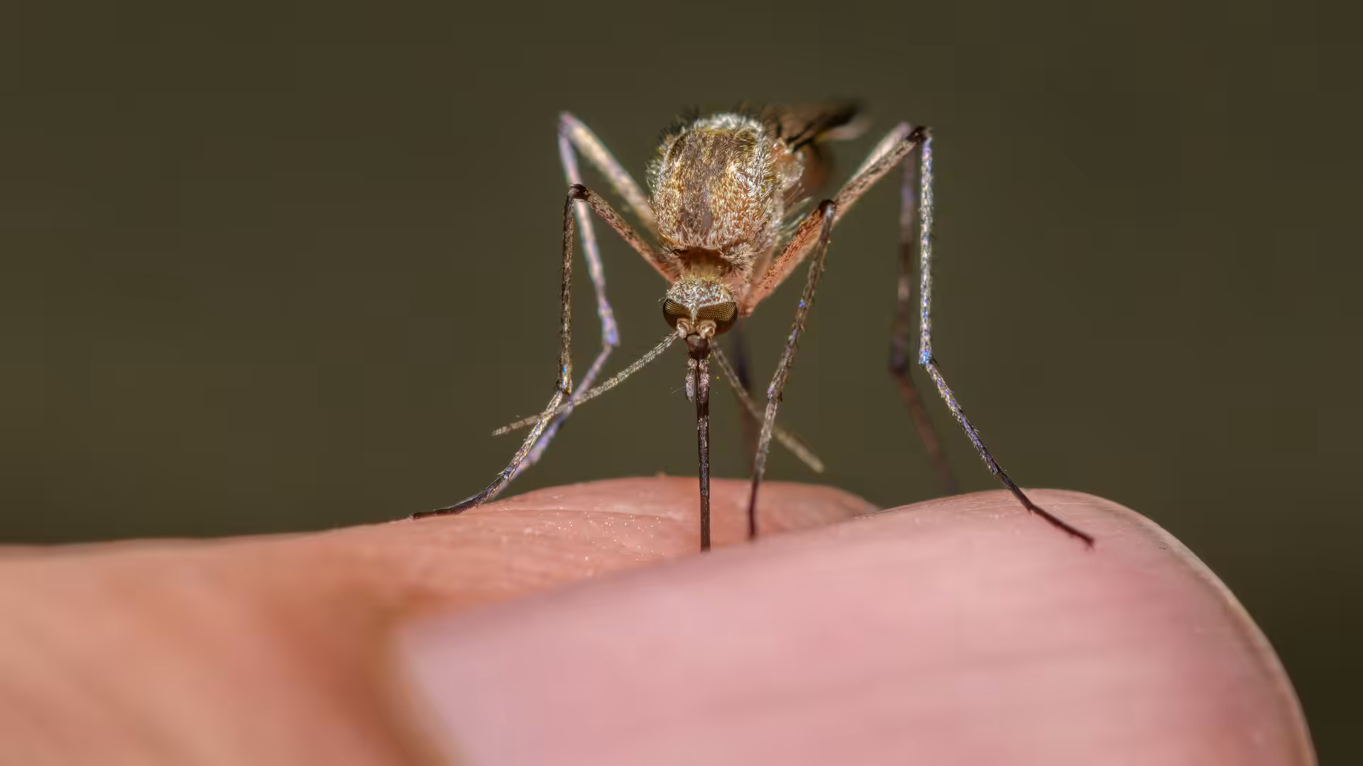 Backyard mosquito control