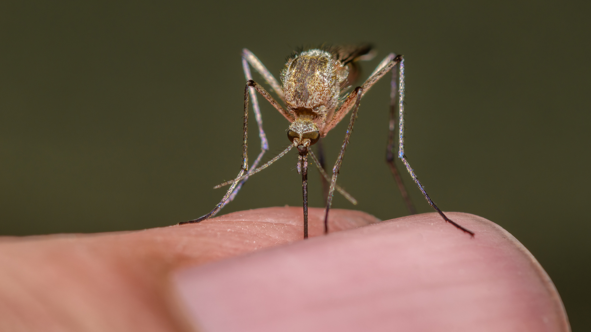 Backyard mosquito control