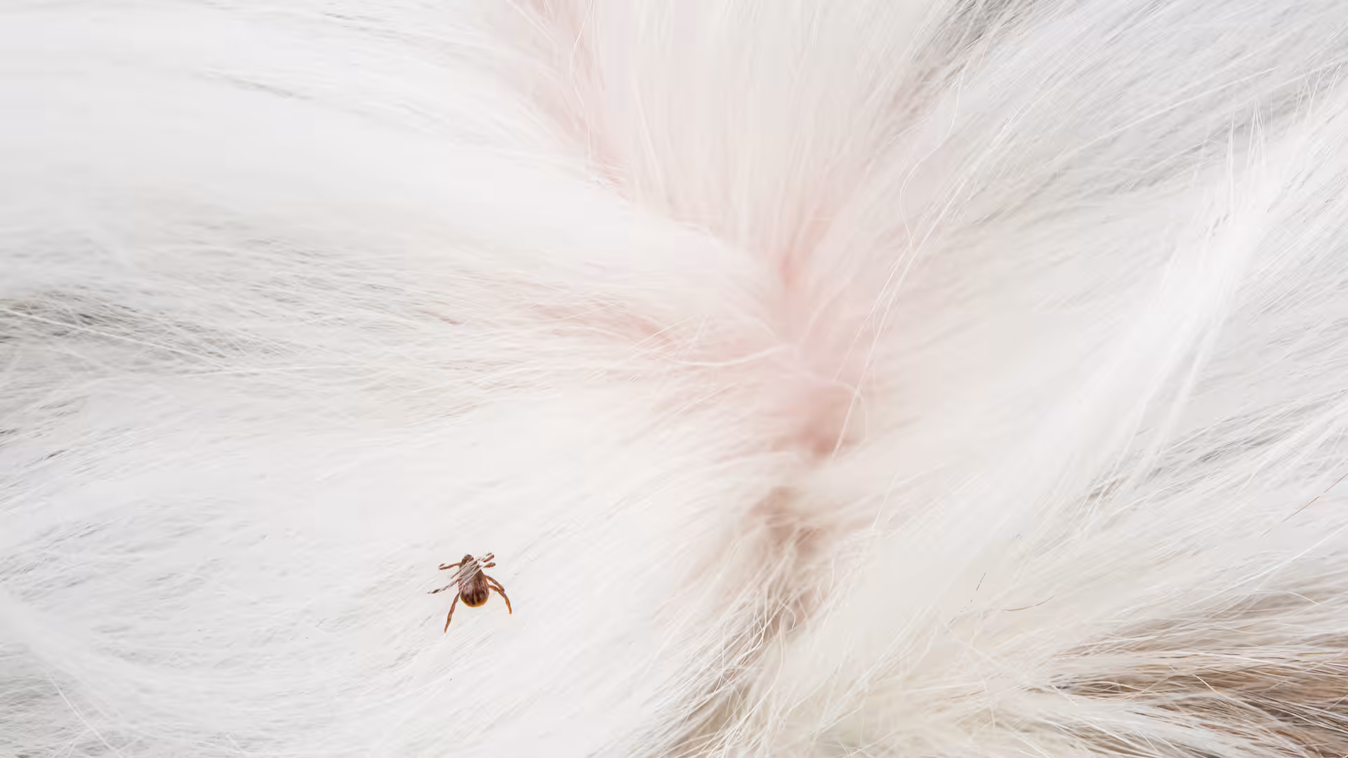 Bugs that look like ticks