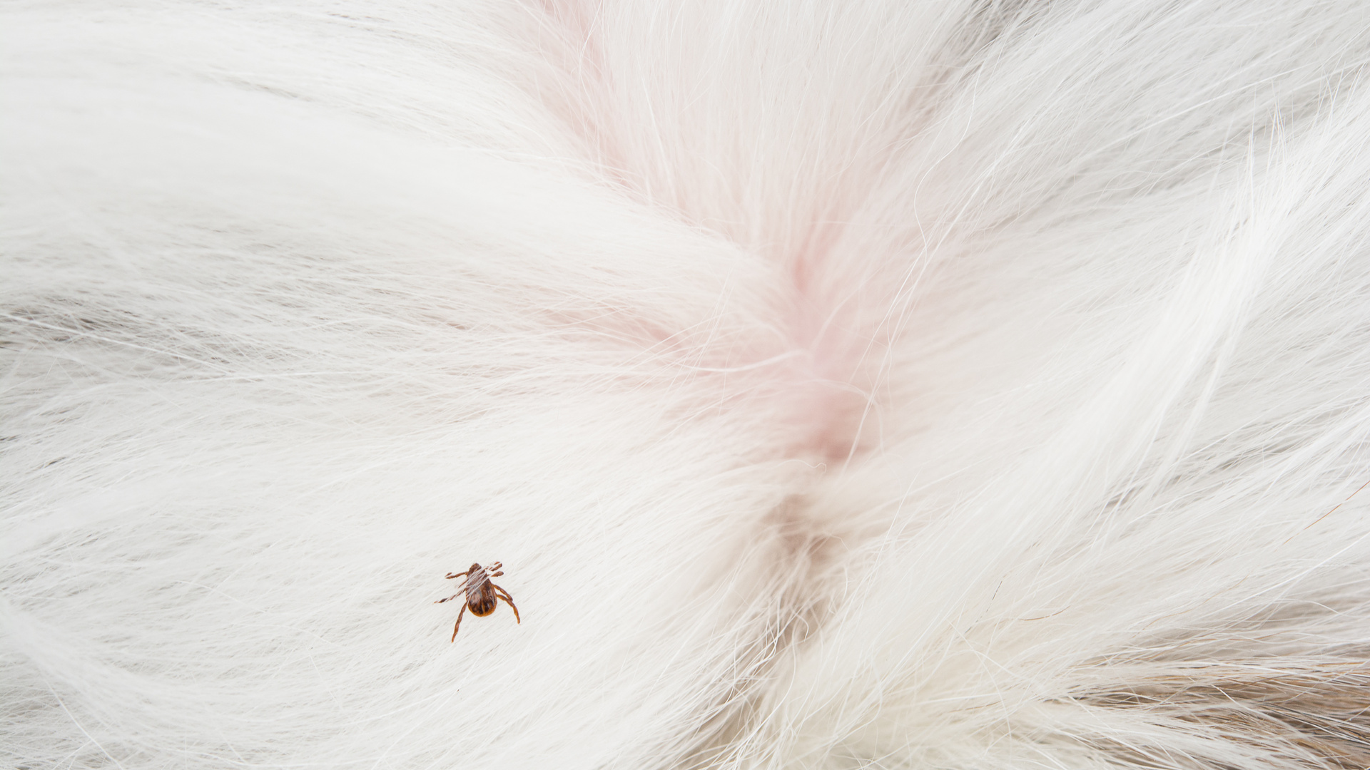 Bugs that look like ticks