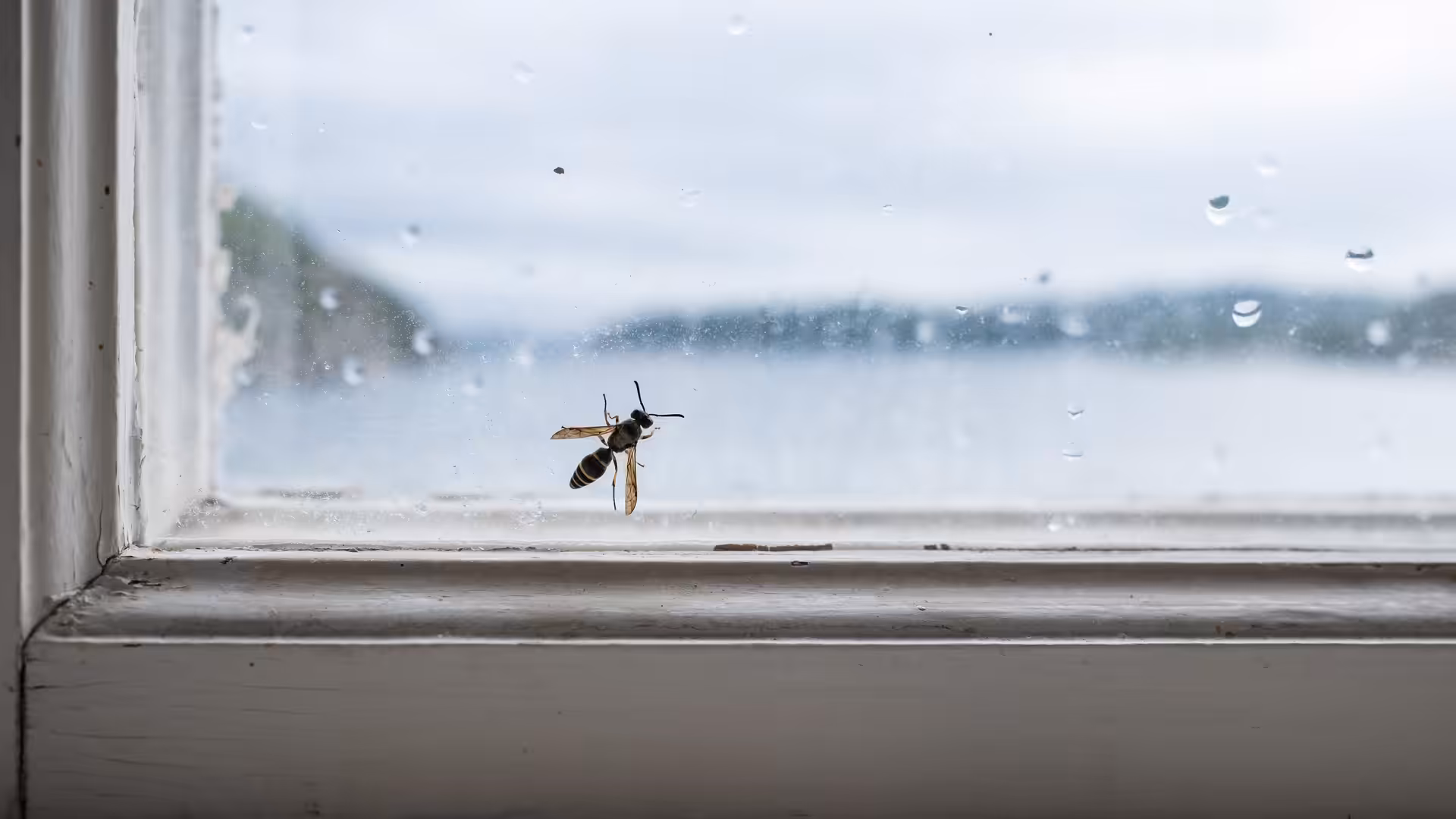 How to get wasp out of house