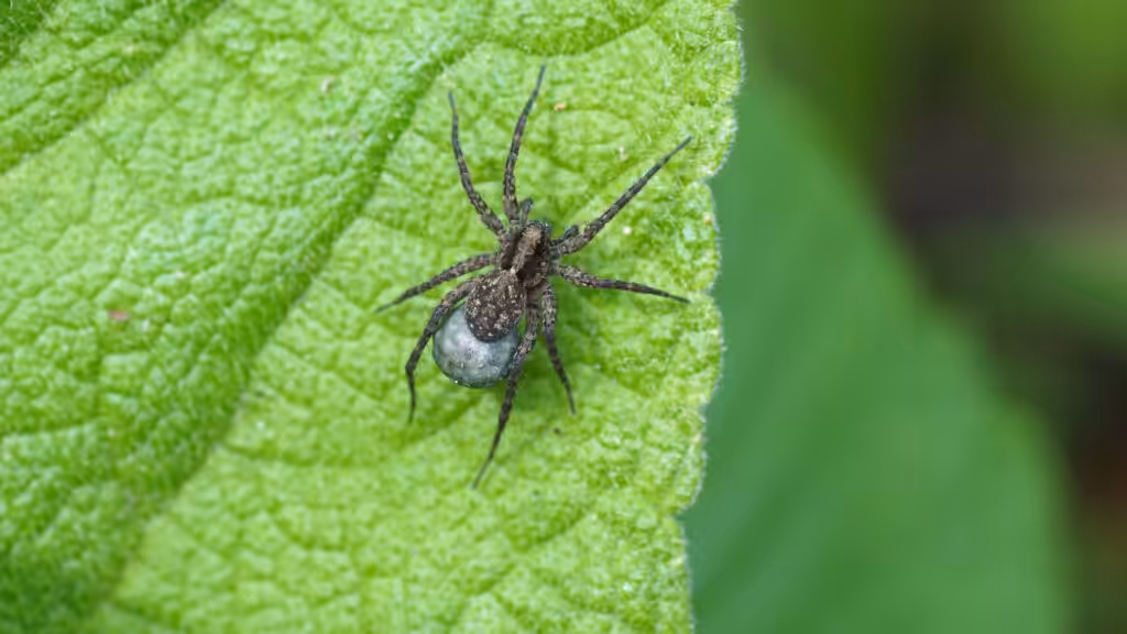 Wolf spider egg sac