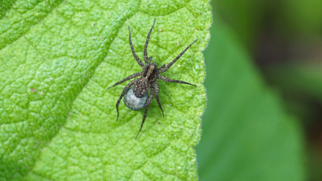 Wolf spider egg sac