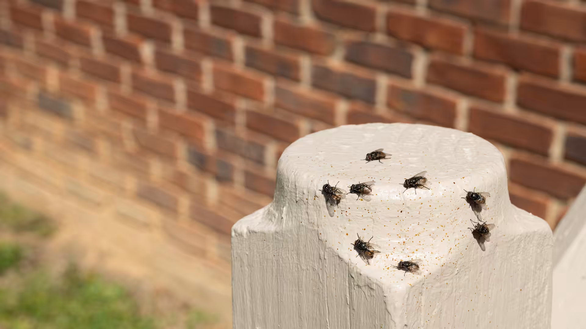 House flies in a Washington backyard