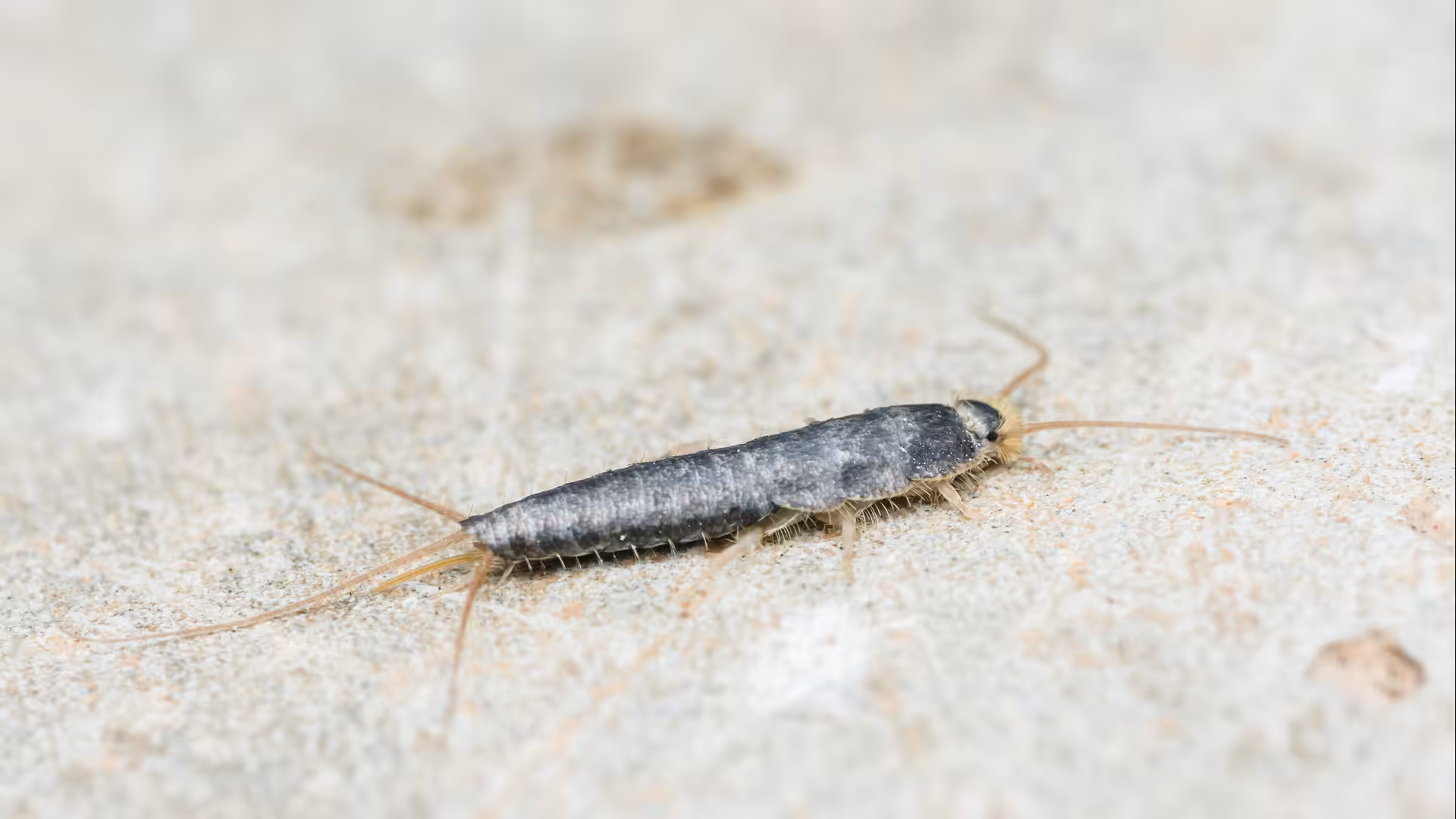 Silverfish