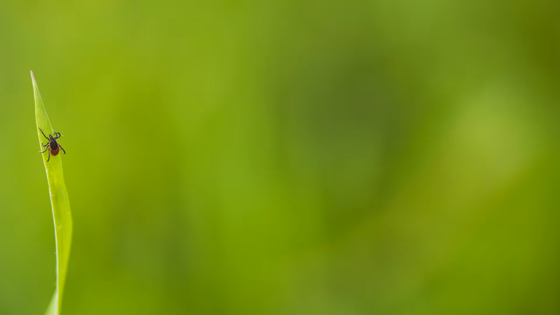 Ticks in yard