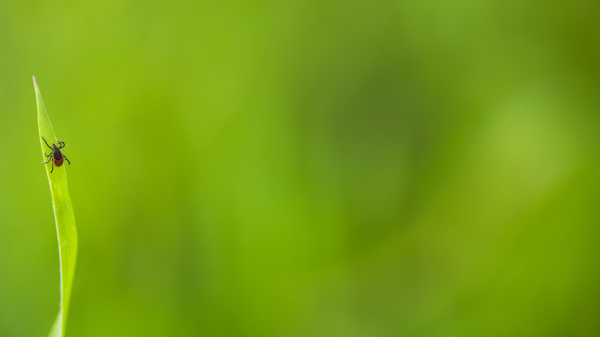 Ticks in yard