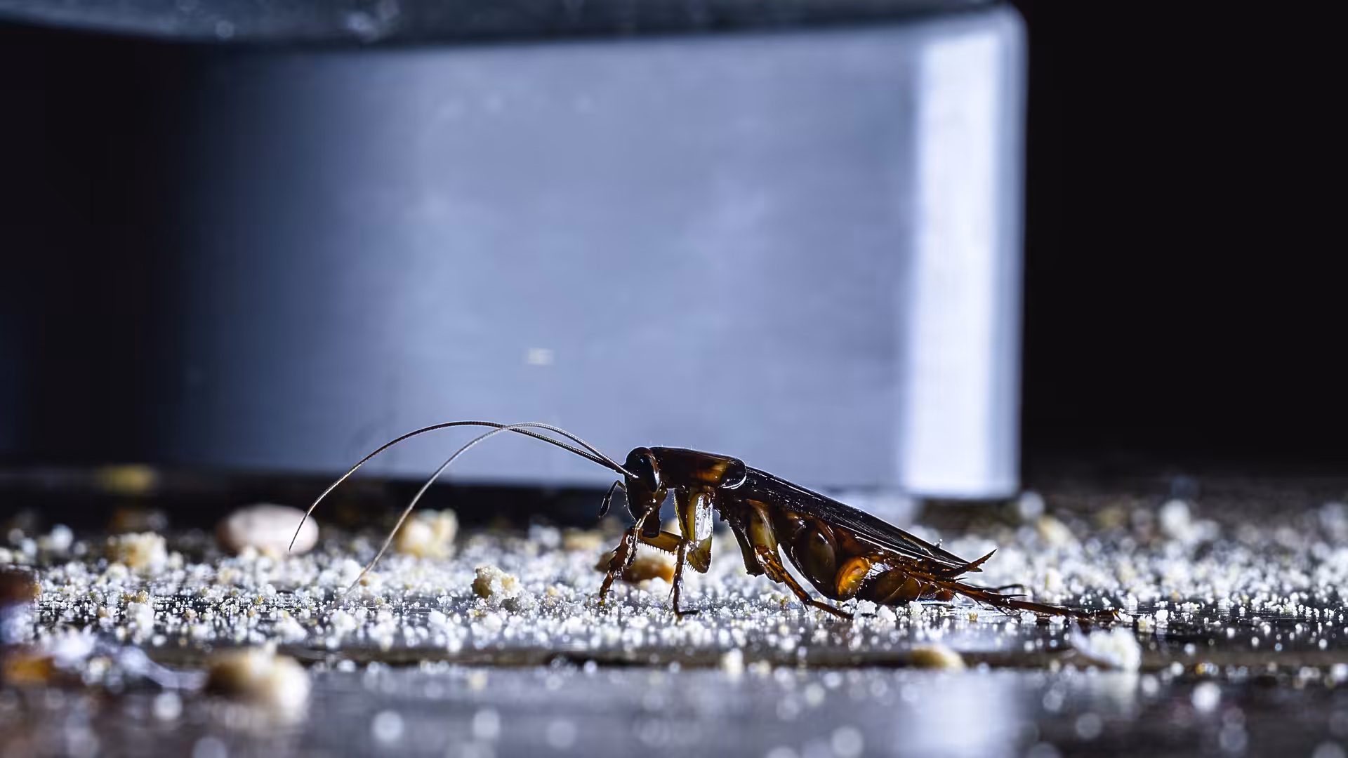 Oriental cockroach