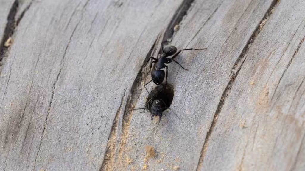 Carpenter ant worker