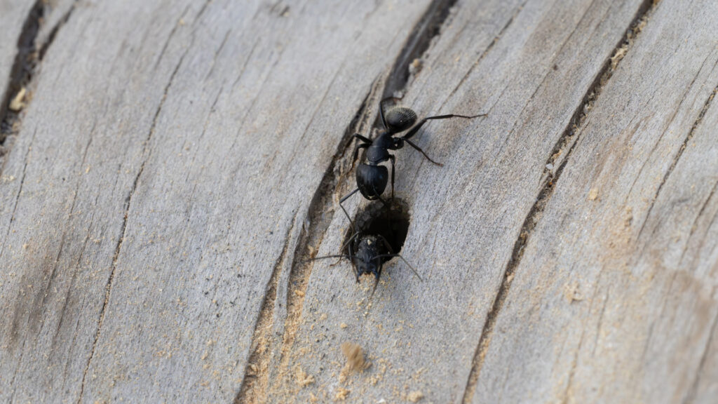 Carpenter ant worker