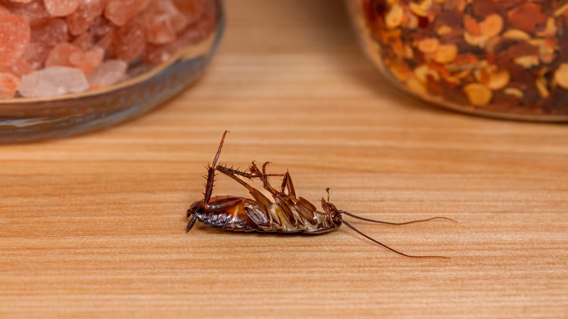 Dead oriental cockroach