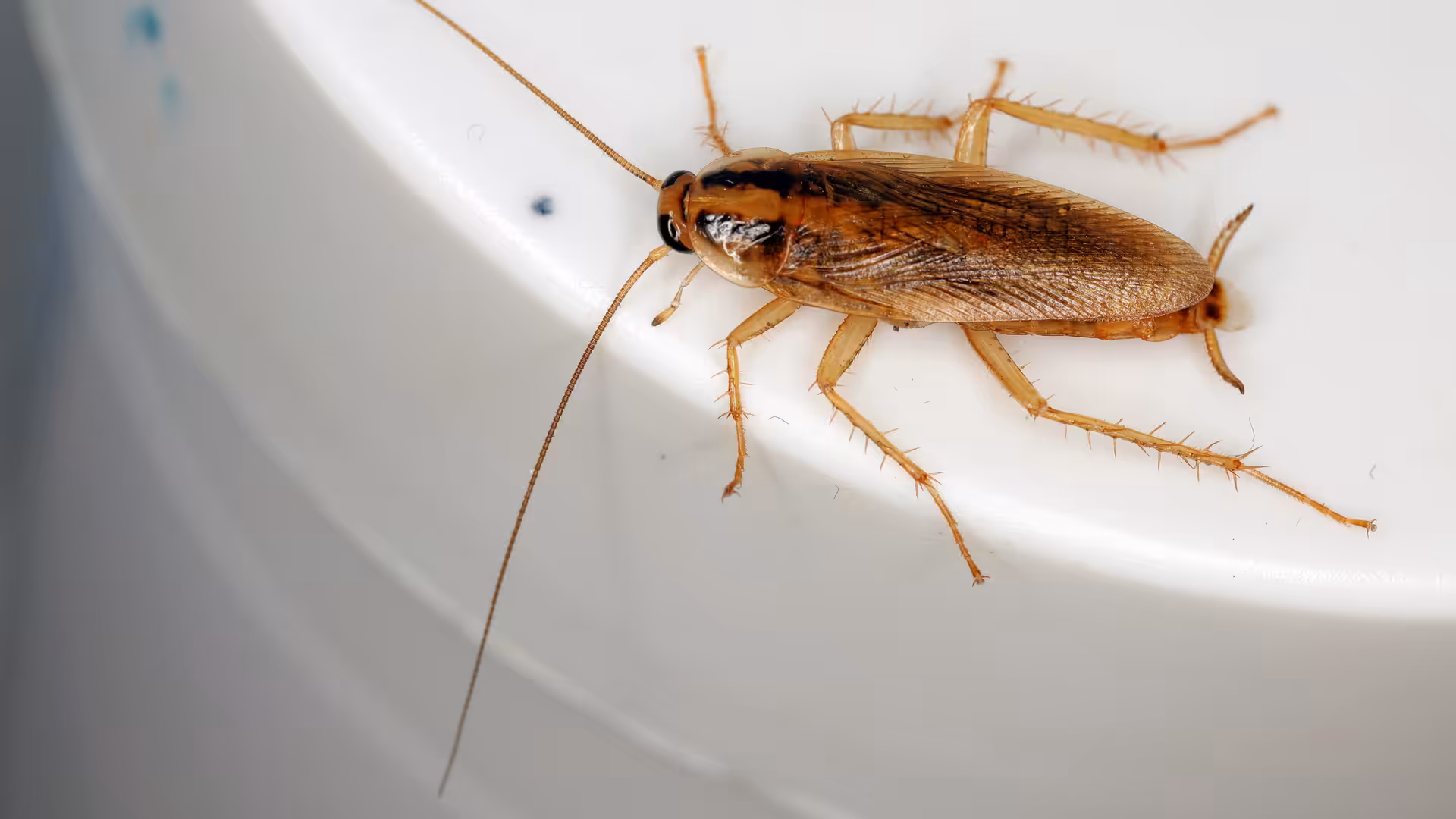 German cockroach