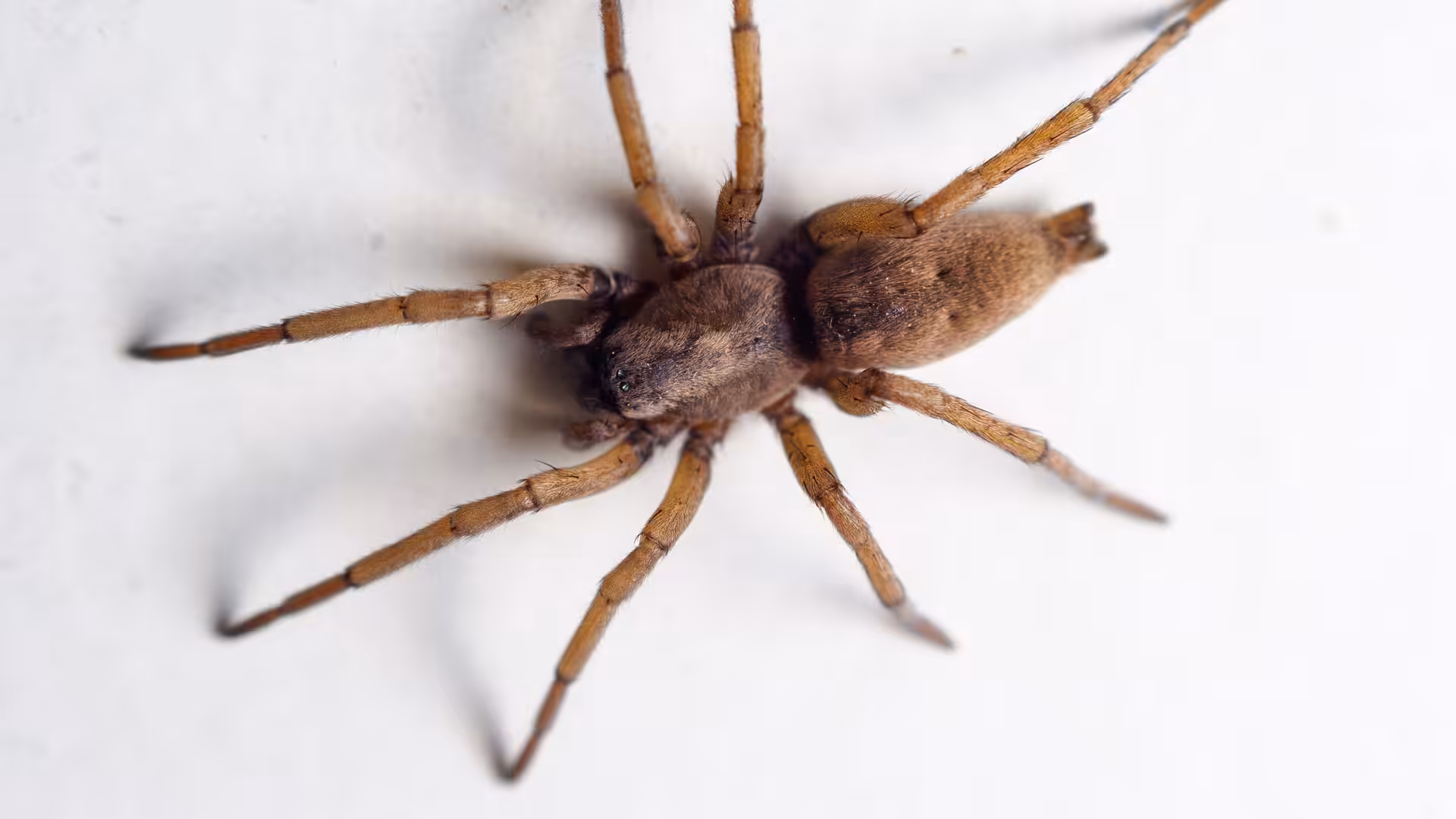 House spider in Tacoma