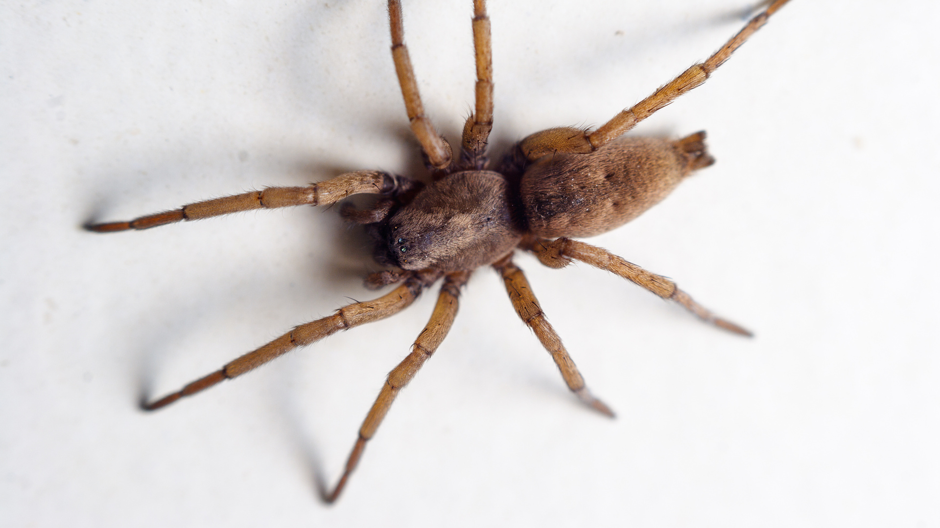 House spider in Tacoma