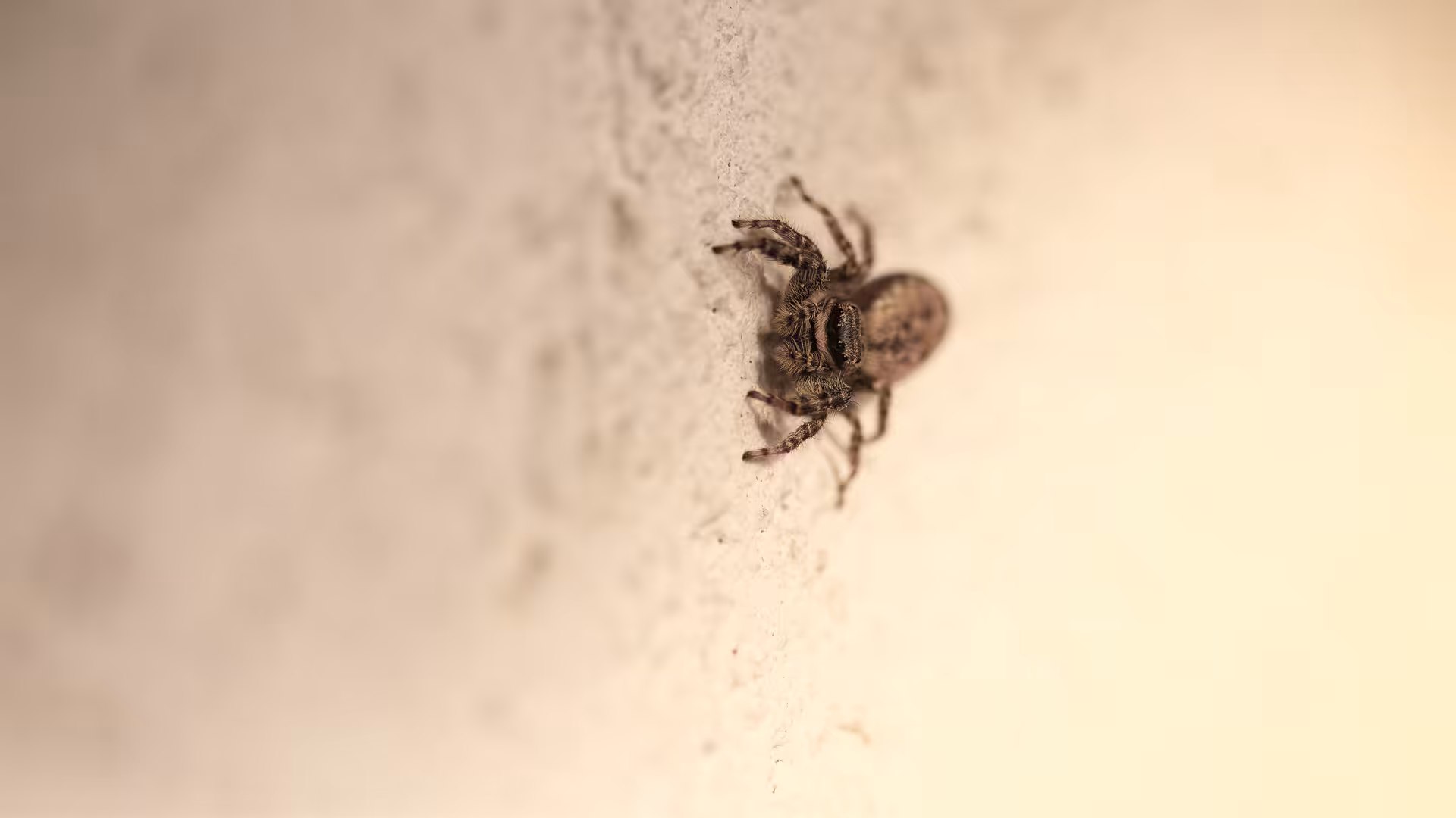 Are jumping spiders venomous