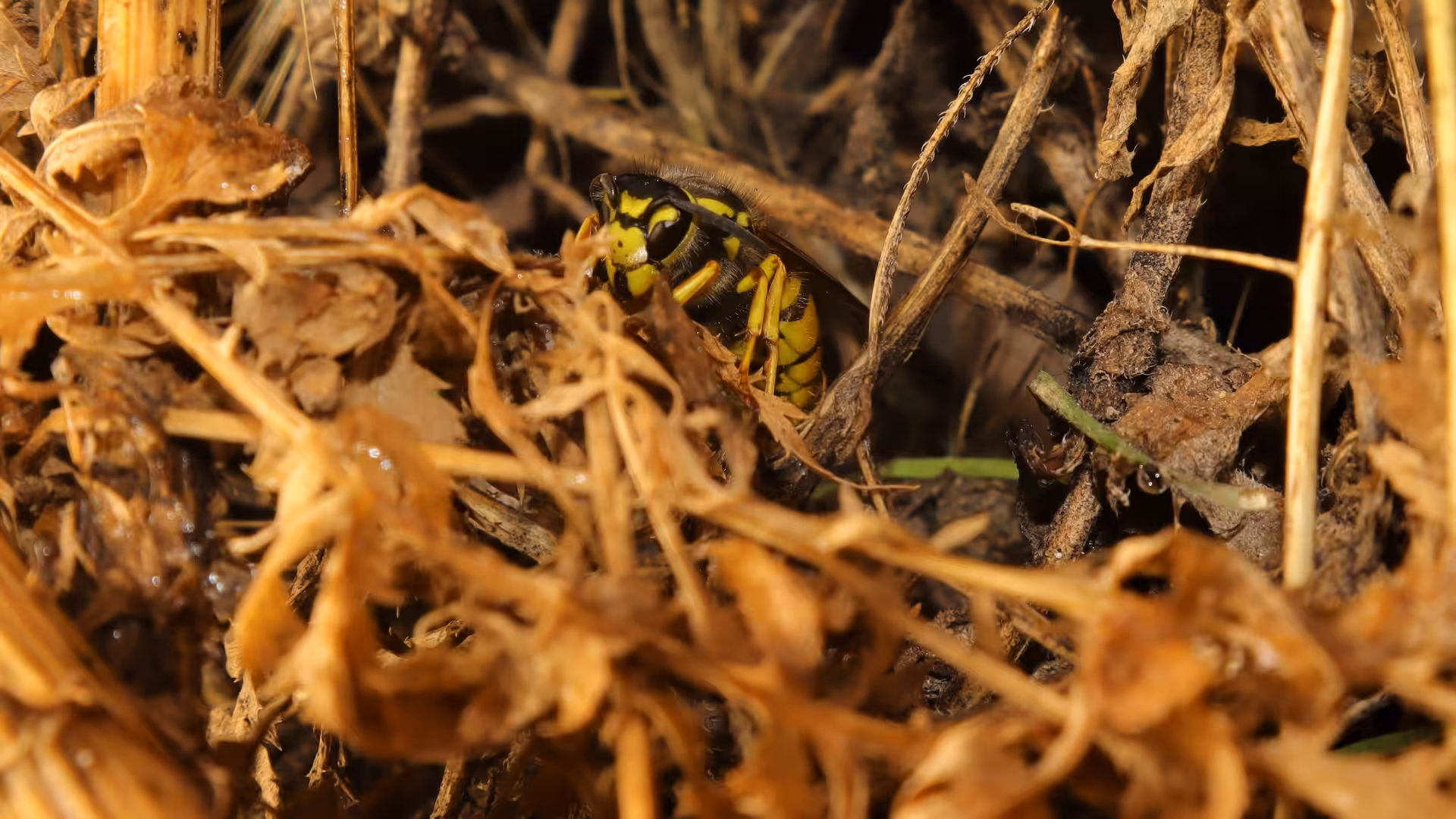 Yellow jacket queen