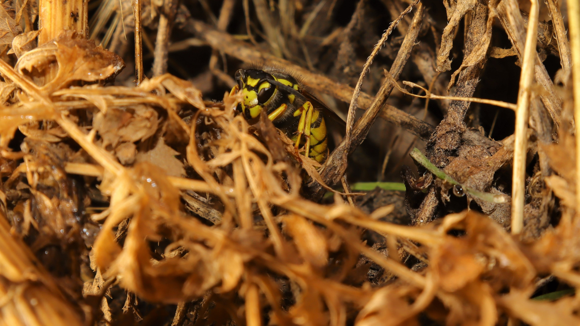 Yellow jacket queen