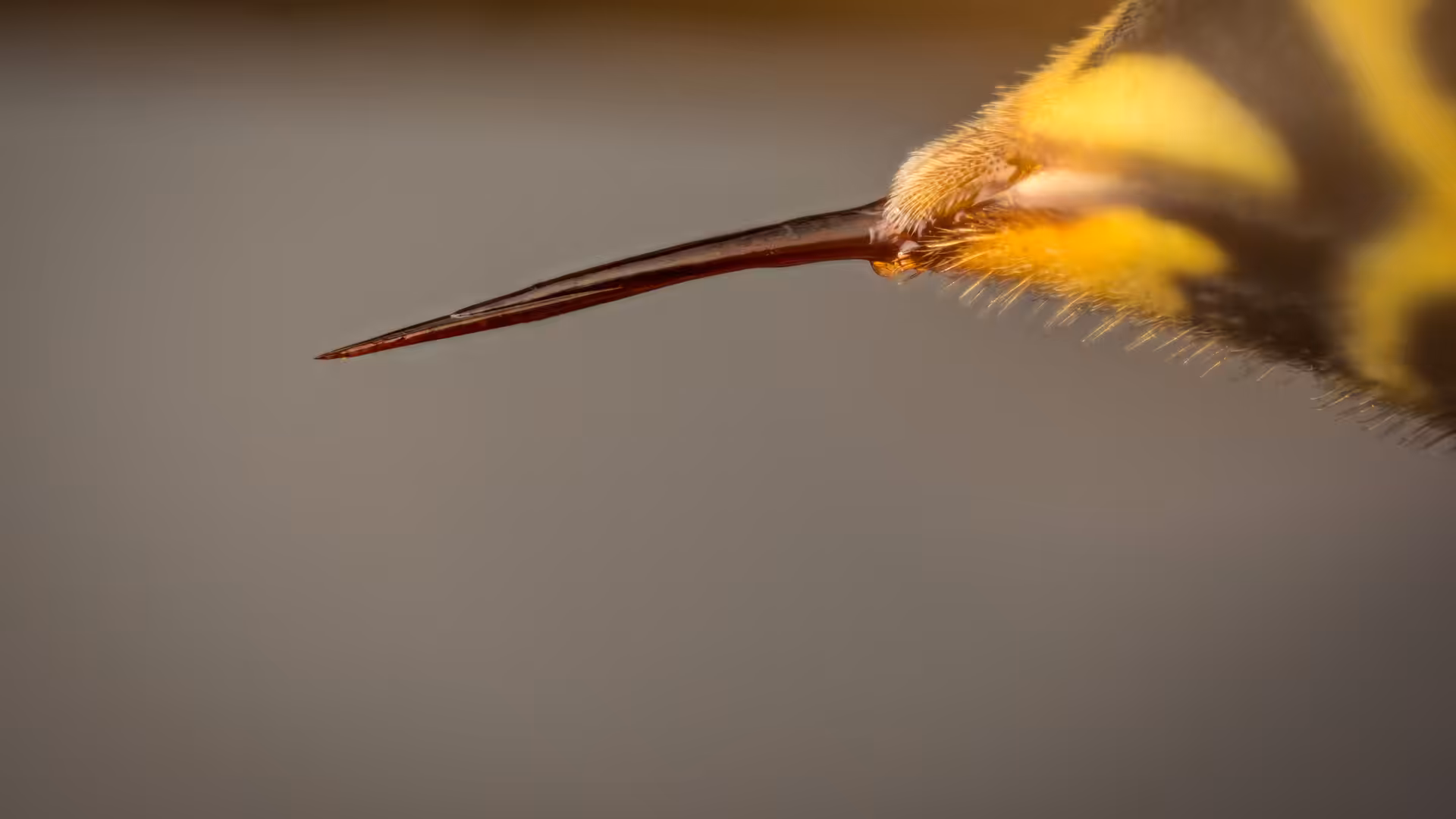 Yellow jacket stinger