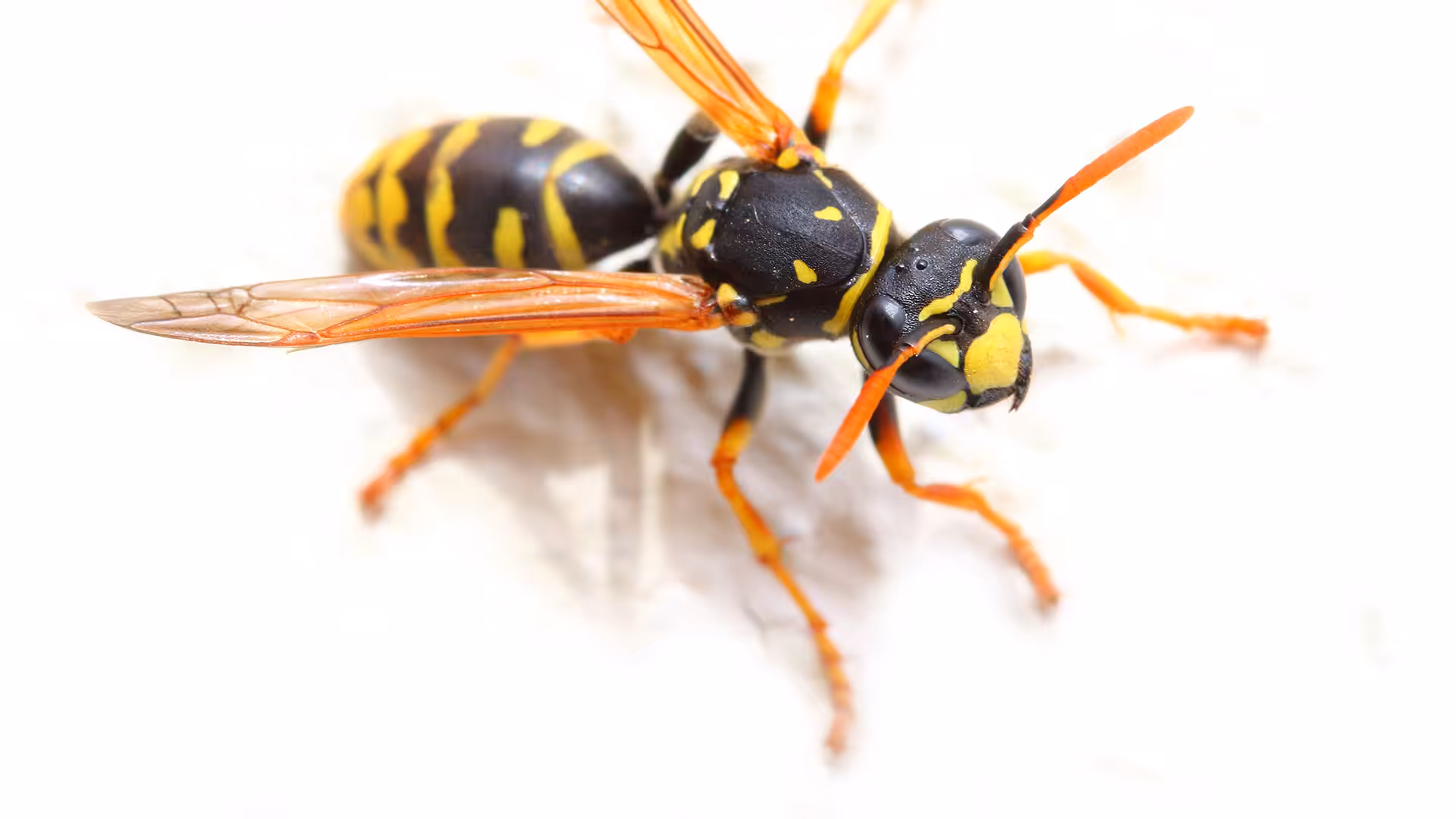 Yellow jacket in Tacoma