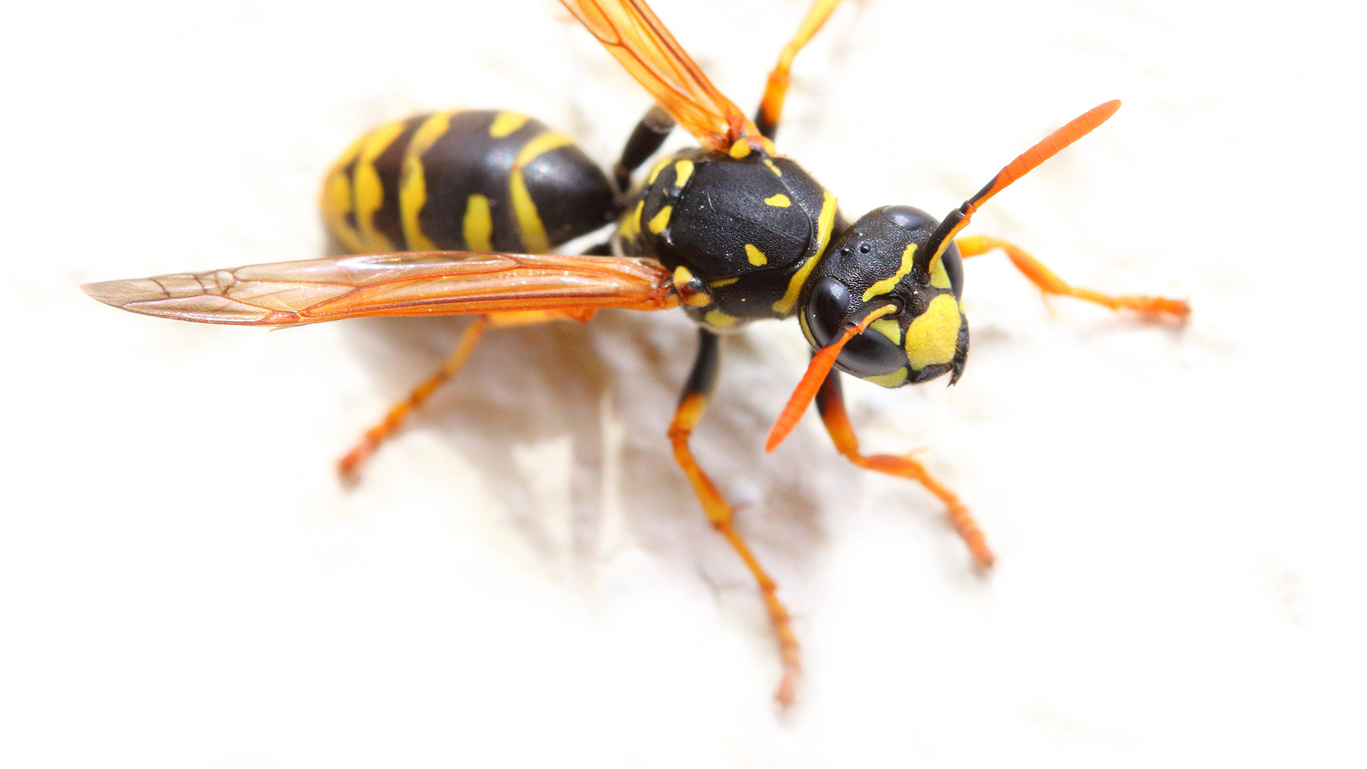 Yellow jacket in Tacoma